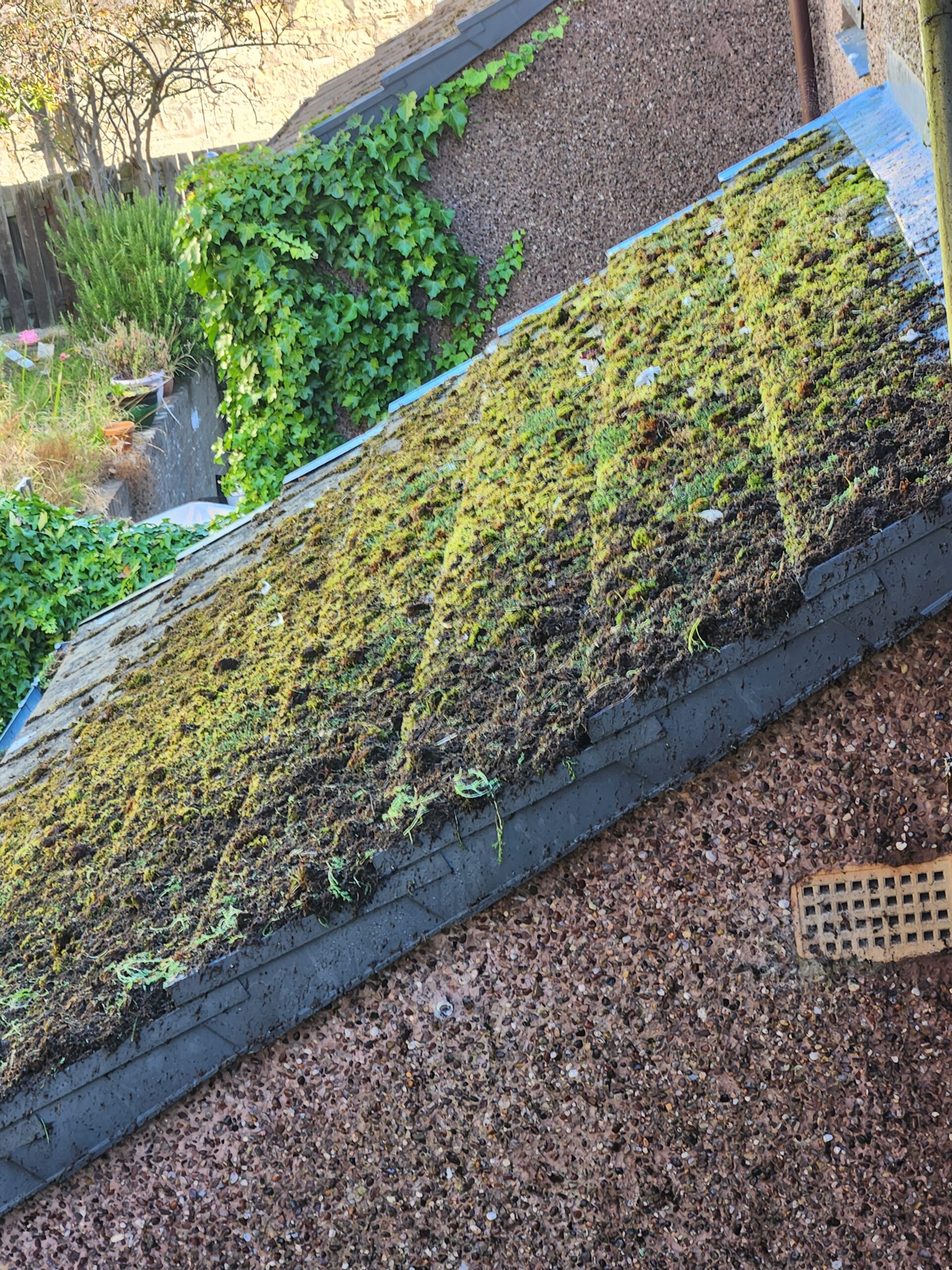 gutter moss and uk home reports