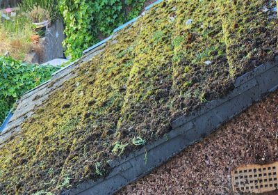 gutter moss and uk home reports